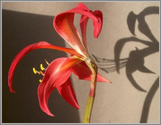 LYS ROUGE, red lilly, lirio rojo, vermelho, michel-ducruet