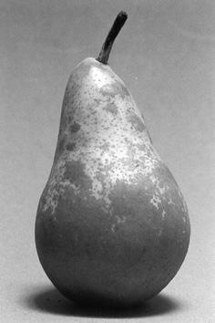 ducruet, poire