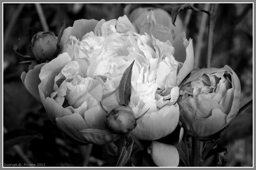 Pivoines, ducruet, peonies, peonias