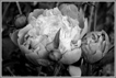 Pivoines , 2012, photographie ducruet