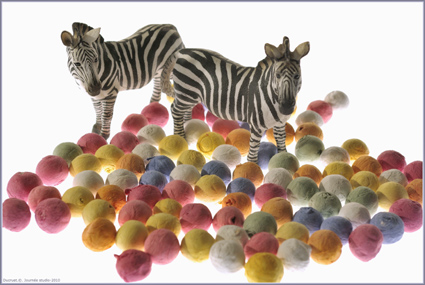 motif couleur, zebres, ducruet