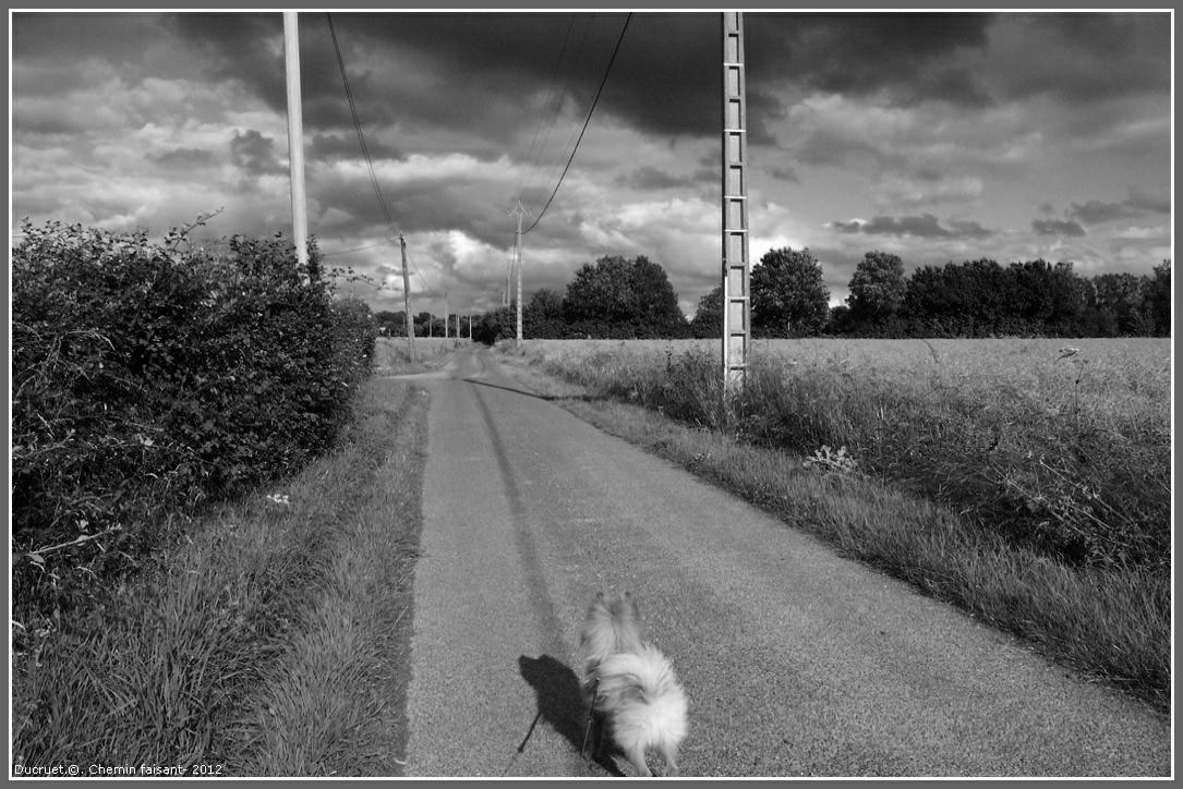 promenade , chien, nuages, ciel, normandie